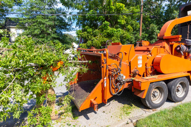 Trusted Bedford, VA Tree Service Experts